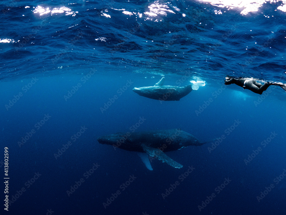 クジラとダイバー ホエールスイム クジラとダイバー ホエールスイム