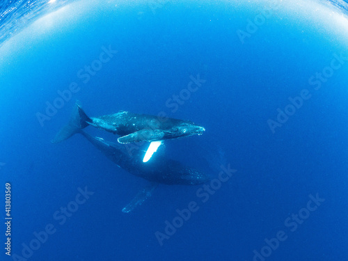 親子クジラ　ホエールスイム