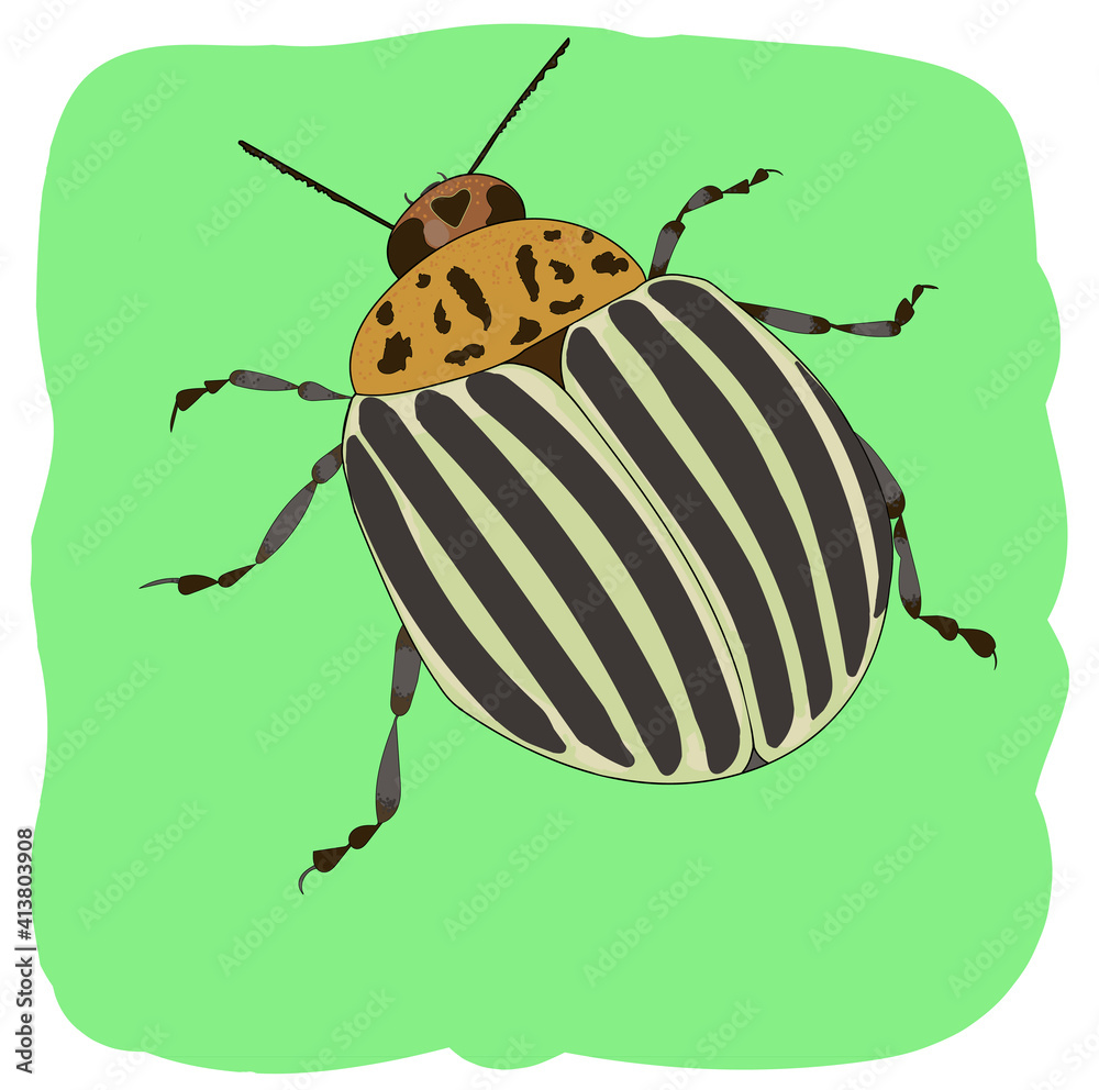 Colorado beetle on a green background. Potato pest. Color illustration Colorado beetle on a green background. Potato pest. Color illustration