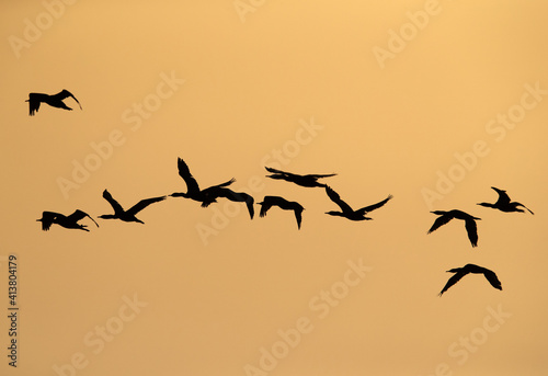 Silhouette of a Socotra cormorant flying against the sun at Hawar island, Bahrain