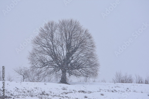 Bare trees on a hillside during snowfall