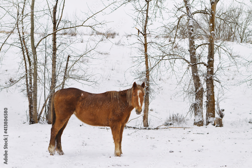 Horse standing on snow covered field Horse standing on snow covered field