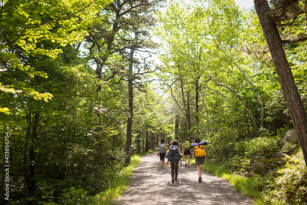 Rear view of friends walking on road amidst trees in forest Rear view of friends walking on road amidst trees in forest