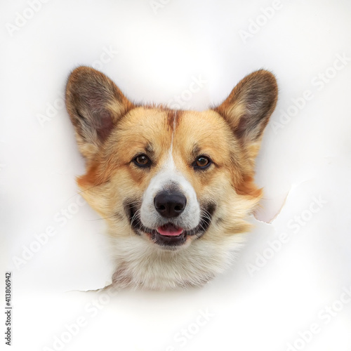 red corgi dog's head looks out in the a hole made of white paper