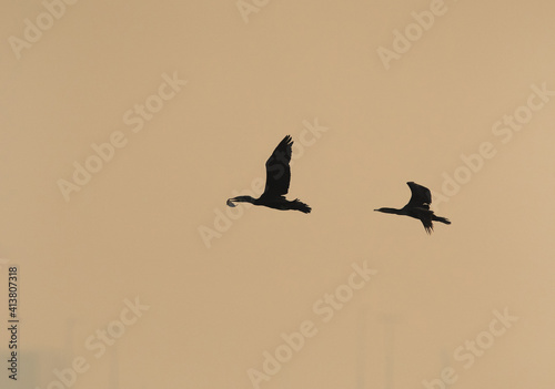 Silhouette of a Great Cormorant with a fish catch is chased by other at Tubli bay, Bahrain © Dr Ajay Kumar Singh