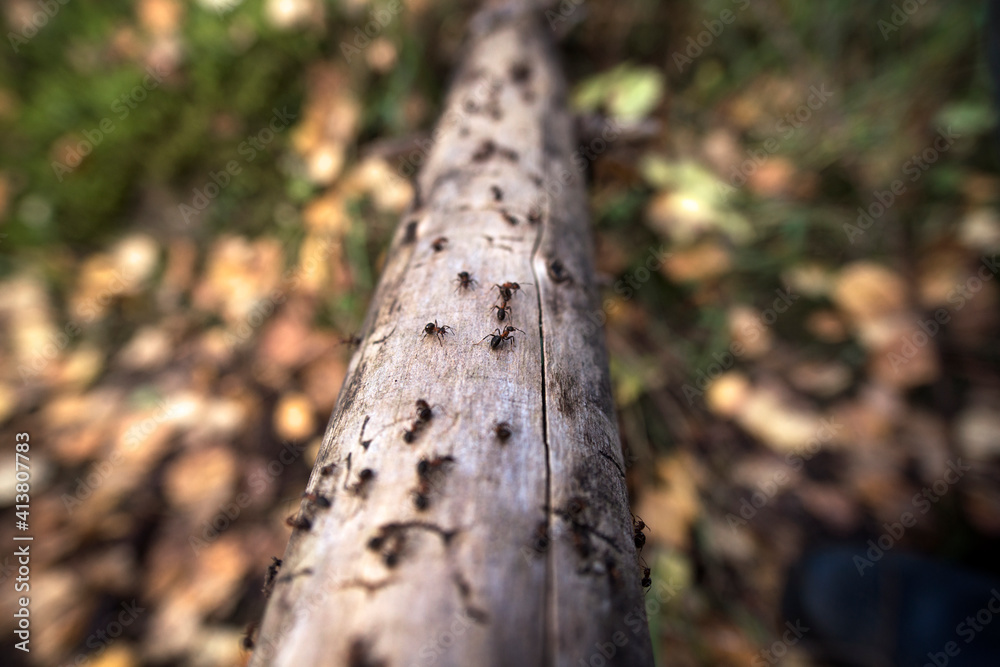Close-up of ants on fallen tree trunk in forest Close-up of ants on fallen tree trunk in forest