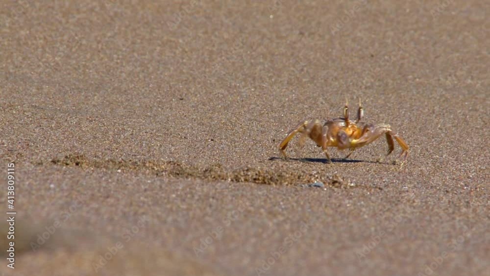 Rhodes Greece a crab walks on the sandy beach of the island Rhodes Greece a crab walks on the sandy beach of the island