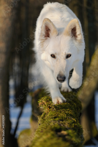 White Swiss Sherherd - Berger Blanc Suisse stands in the forest and balances on a trunk  photo