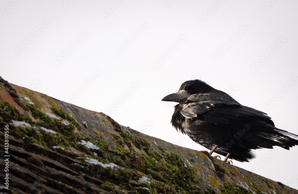 Fototapeta premium A single Rook perching on a roof, with a white sky background.