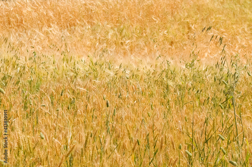 Cereal field close up, textured background. Cereal field close up, textured background.