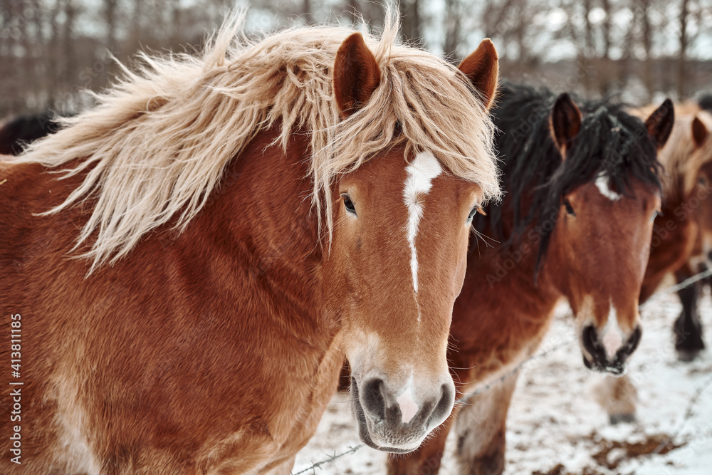 Obraz premium horse in winter