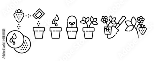set of vector icons strawberry, outline, the process of growing strawberries from strawberry seeds in pots, transplanting seedlings into the ground, the stages of plant growth, infographics seedlings.