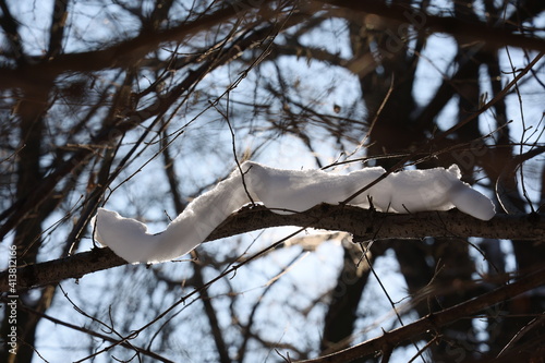 Śnieg na gałęzi zimową porą w lesie. 