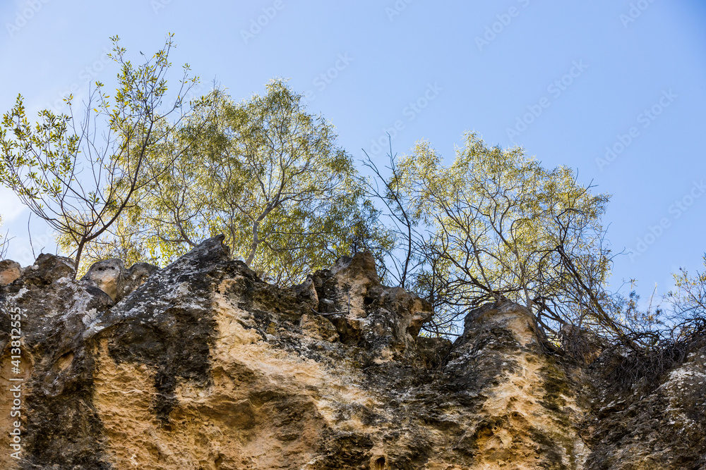 Looking up at sky and trees from Stockyard Gully Looking up at sky and trees from Stockyard Gully