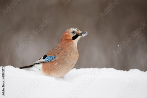 Eurasian Jay (garrulus glandarius) searching for food in the snow with a nice background in the forest in Salland area in the Netherlands photo