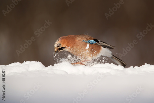 Eurasian Jay (garrulus glandarius) searching for food in the snow with a nice background in the forest in Salland area in the Netherlands photo