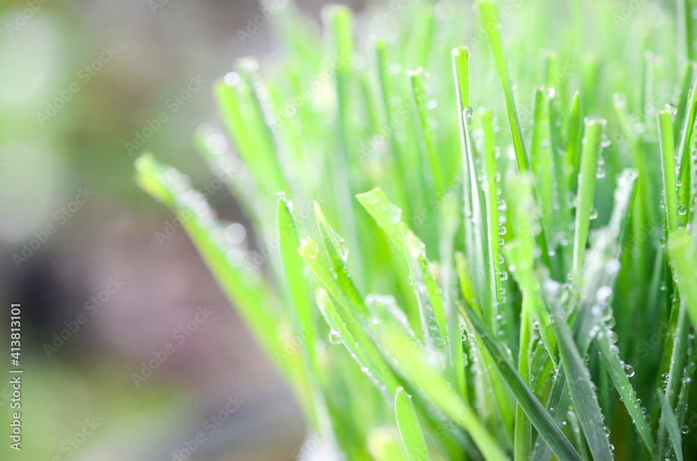 Obraz premium green grass with dew drops