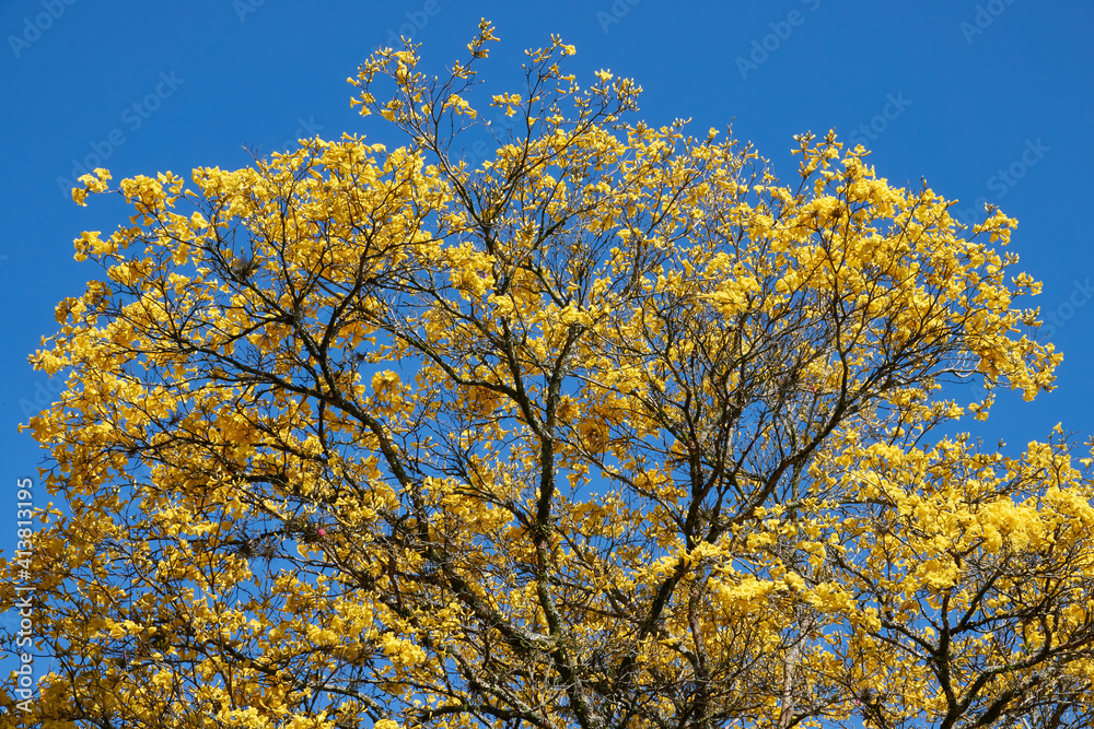 Blüten des Gelben Ipe-Baums im südbrasilianischen Frühling