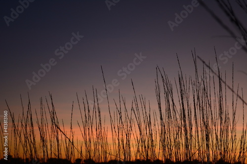 long grass at sunset in outback australia
