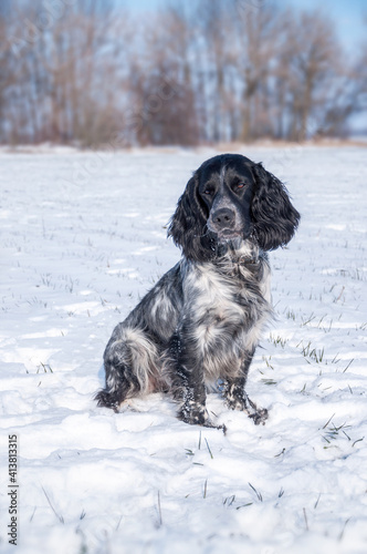 A dog of the Russian Spaniel breed sits on a snow-covered field. Walking hunting dog.