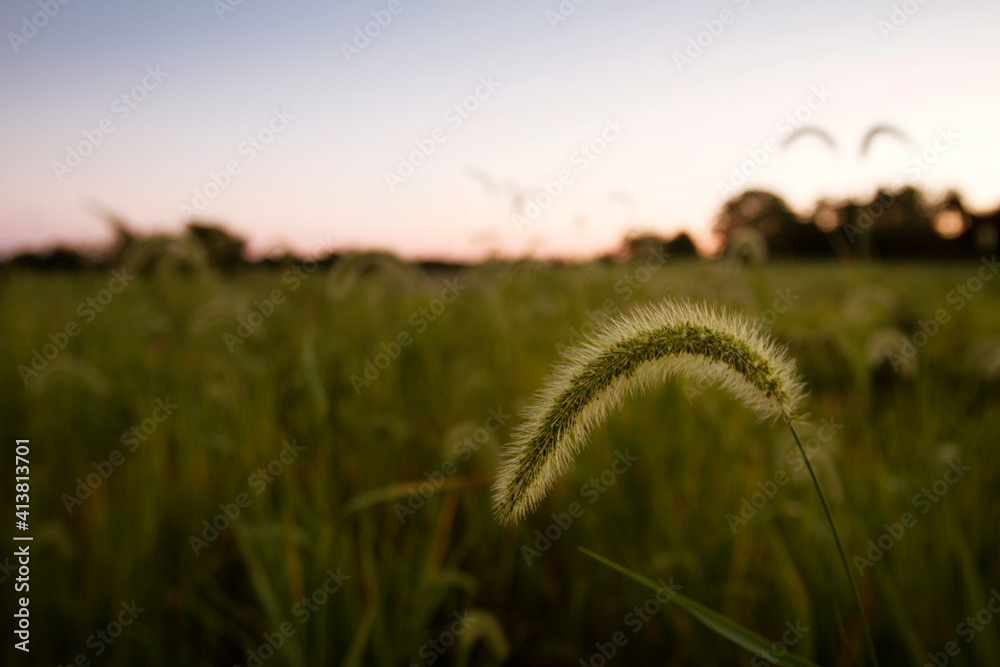 Close-up of plant growing on field during sunset Close-up of plant growing on field during sunset