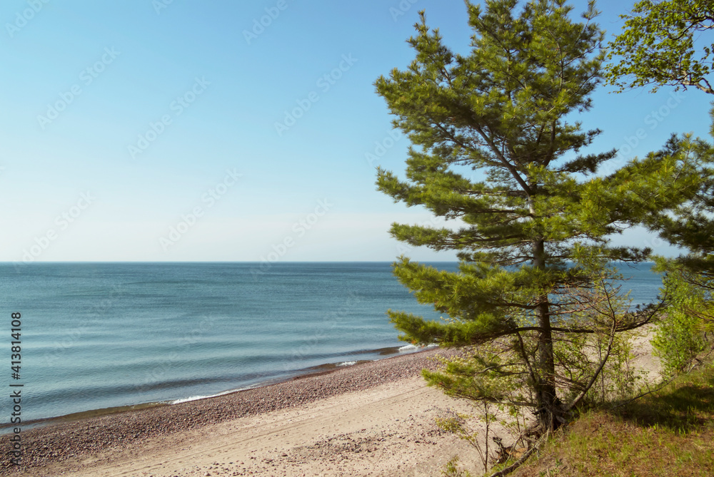 Trees on beach against clear blue sky Trees on beach against clear blue sky