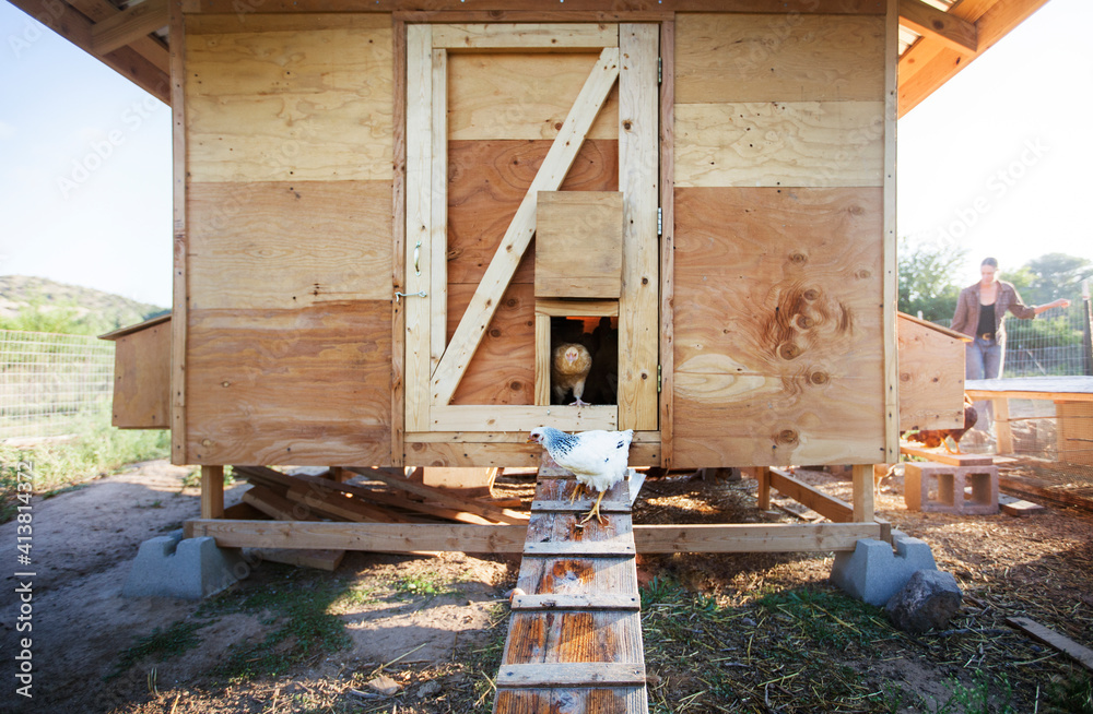 Hens standing against chicken coop at farm Hens standing against chicken coop at farm