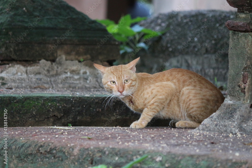 Cat looking Cat looking