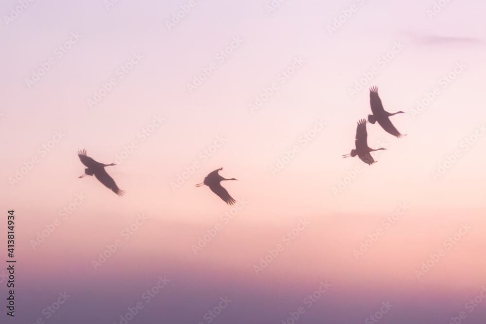 Fototapeta premium Blurred background of flock of flying storks in the sun rise sky.
