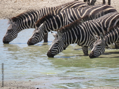 zebra in the water