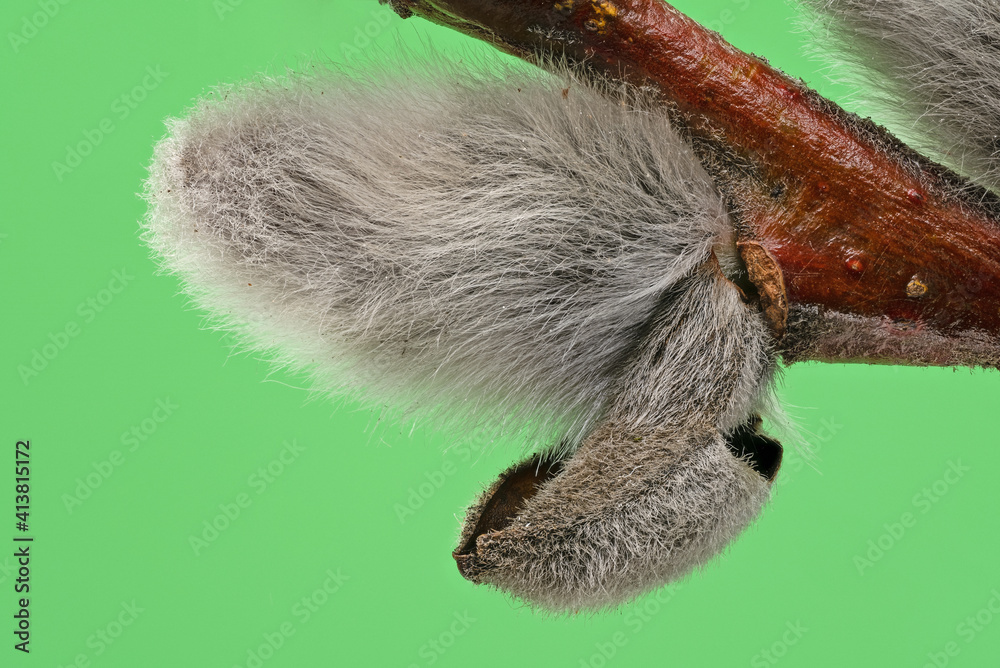 Fototapeta premium Palmkätzchen grüner Hintergrund