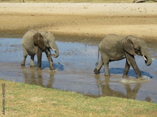 Photography elephants in the water