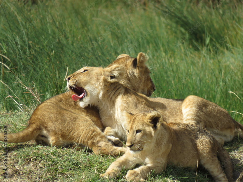 lioness and cubs