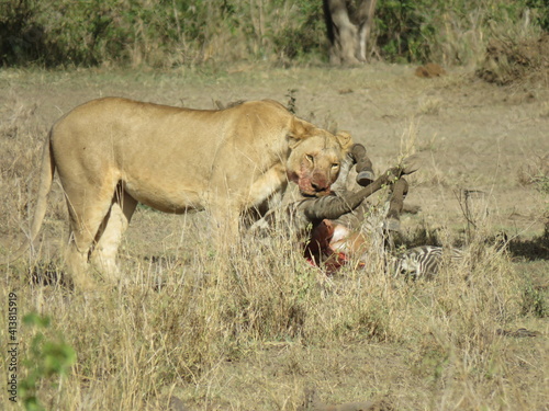 lioness eating a zebra