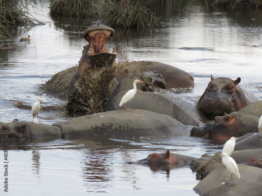 Fototapeta premium hippopotamus in the river