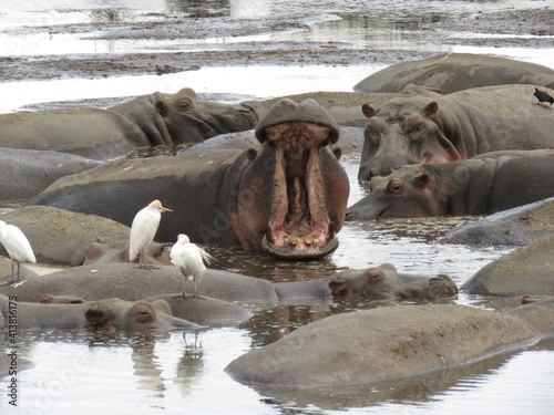 hippopotamus in the water