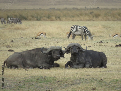 wildebeest in serengeti