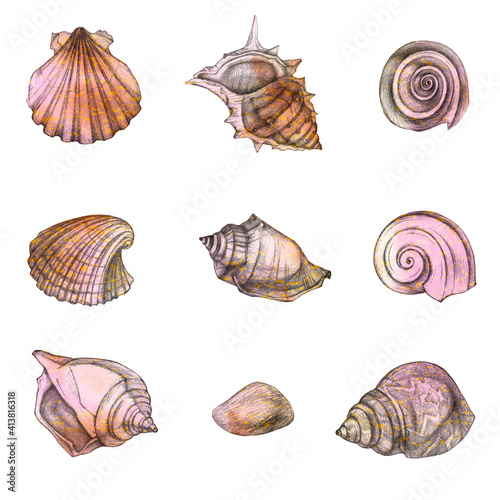 Set of sea shells. Simple pencil drawing. Manual graphics.