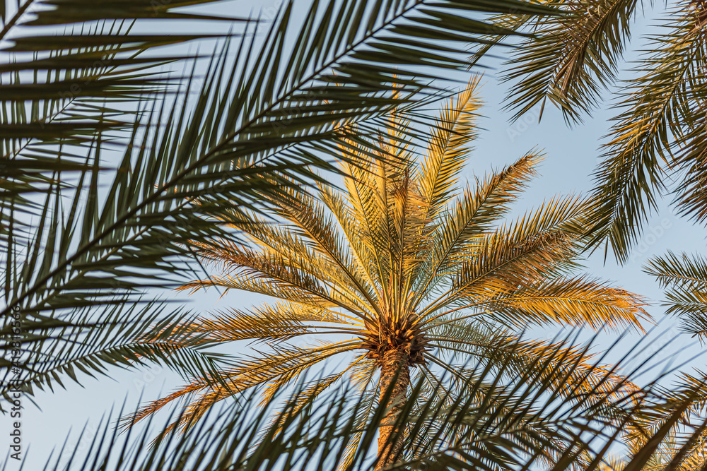 Fototapeta premium Palm Tree