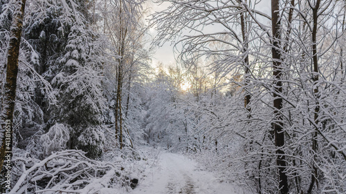Winter Wald in Wiesbaden, Schnee auf den Bäumen © Jørgson Photography