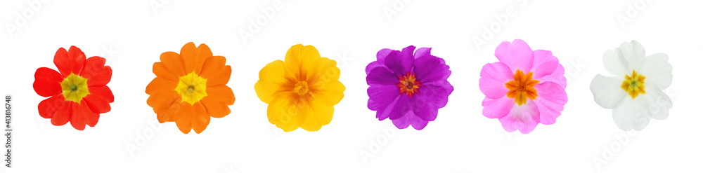 Set with different beautiful primula (primrose) flowers on white background, banner design. Spring blossom Set with different beautiful primula (primrose) flowers on white background, banner design. Spring blossom