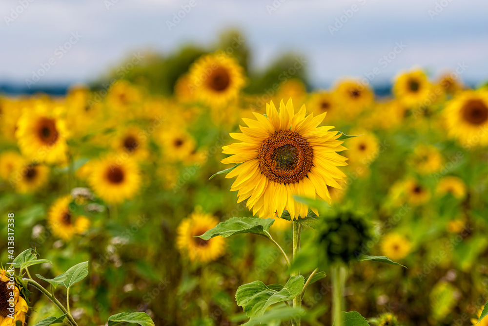 Fototapeta premium beautiful sunflowers against a blue sky in the field