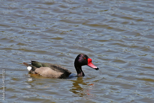 Male Rosy-billed Pochard, Netta peposaca, on the water photo