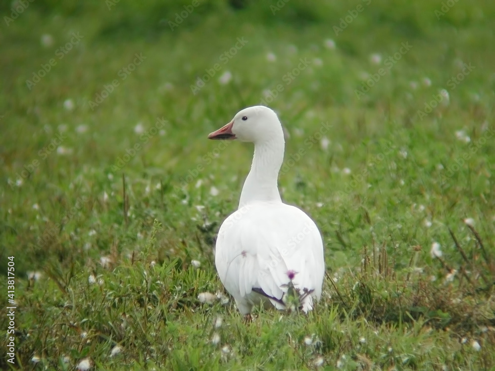 Snow Goose, Chen caerulescens, relaxing in a field