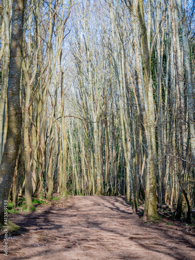 Obraz premium winter woodland path