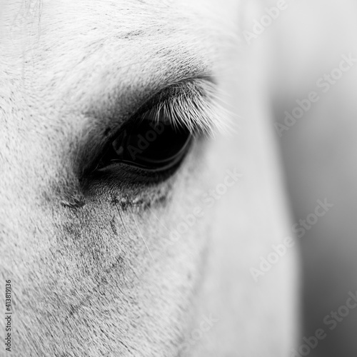 Close up of white horse © Ragnar