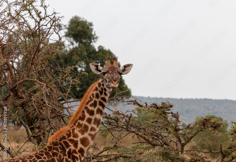 Masai giraffe standing by trees against sky at Maasai Mara National Reserve Masai giraffe standing by trees against sky at Maasai Mara National Reserve