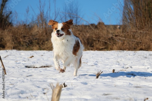 small brown and white mixed dog is running on a snowy field © Bianca