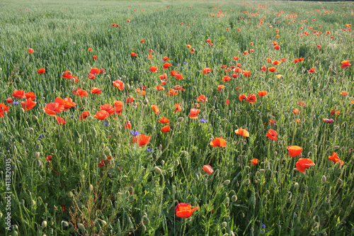 Red poppy flowers in the summer field. Beautiful red wildflowers.