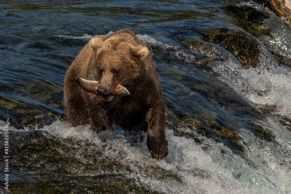 Brown Bear Catches Salmon at Katmai National Park, Alaska Brown Bear Catches Salmon at Katmai National Park, Alaska